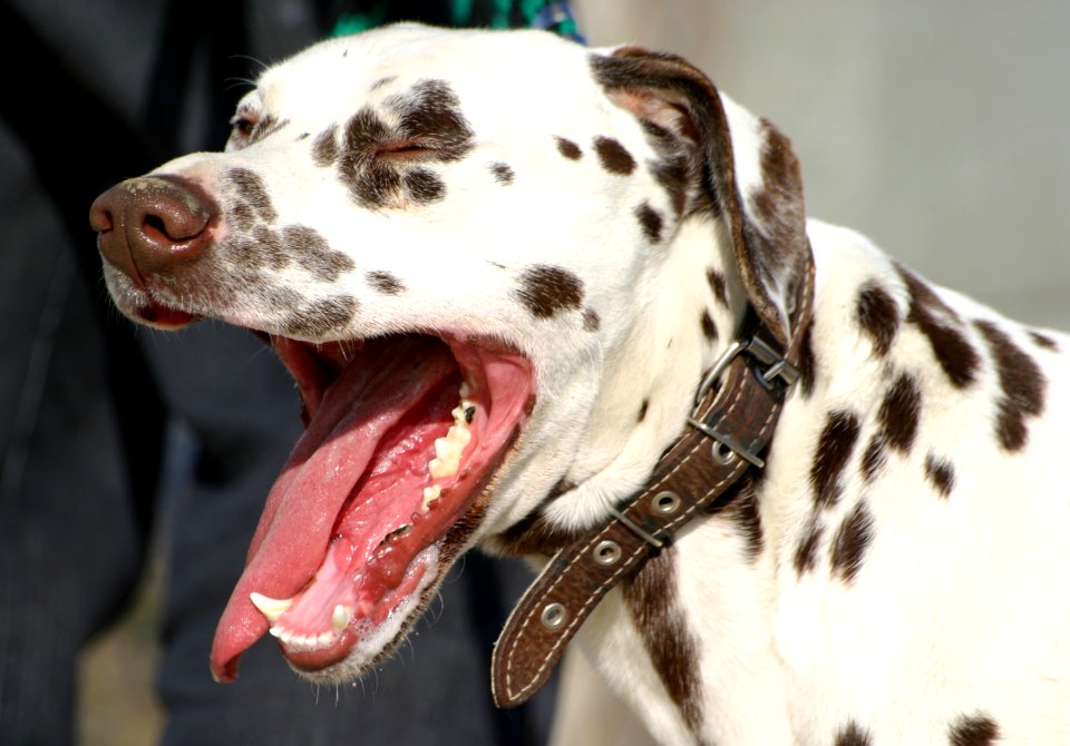 Dalmatian liver yawn