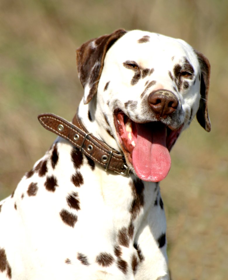 Dalmatian liver portrait