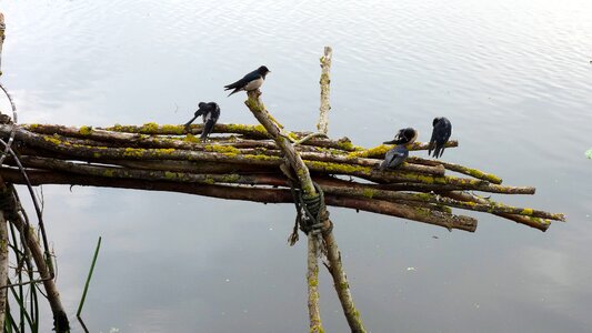 Branch nature together