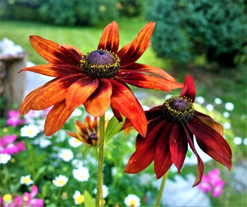 Flowering flora garden orange photo