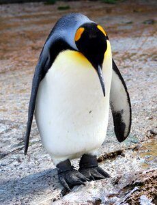 Arctic zoo animal