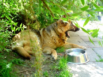 Deutscher Schaeferhund photo