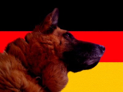 Deutscher Schaeferhund Deutschland flag photo