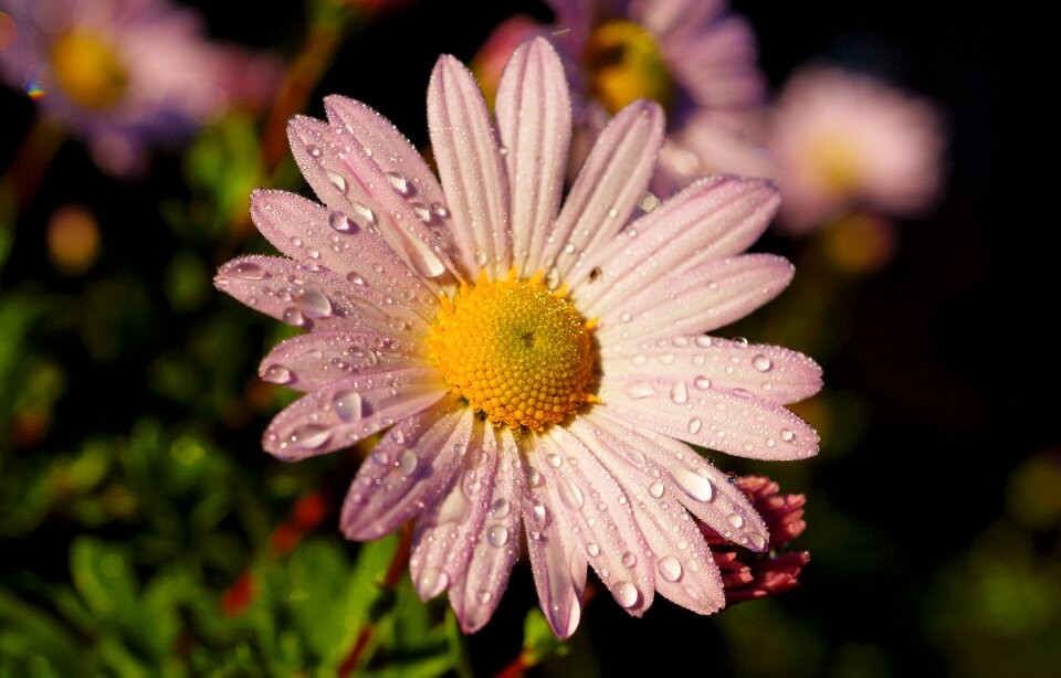 Tender pink autumn