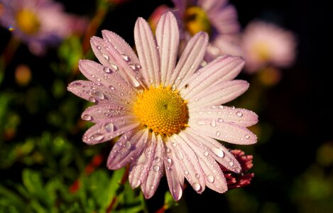 Tender pink autumn photo