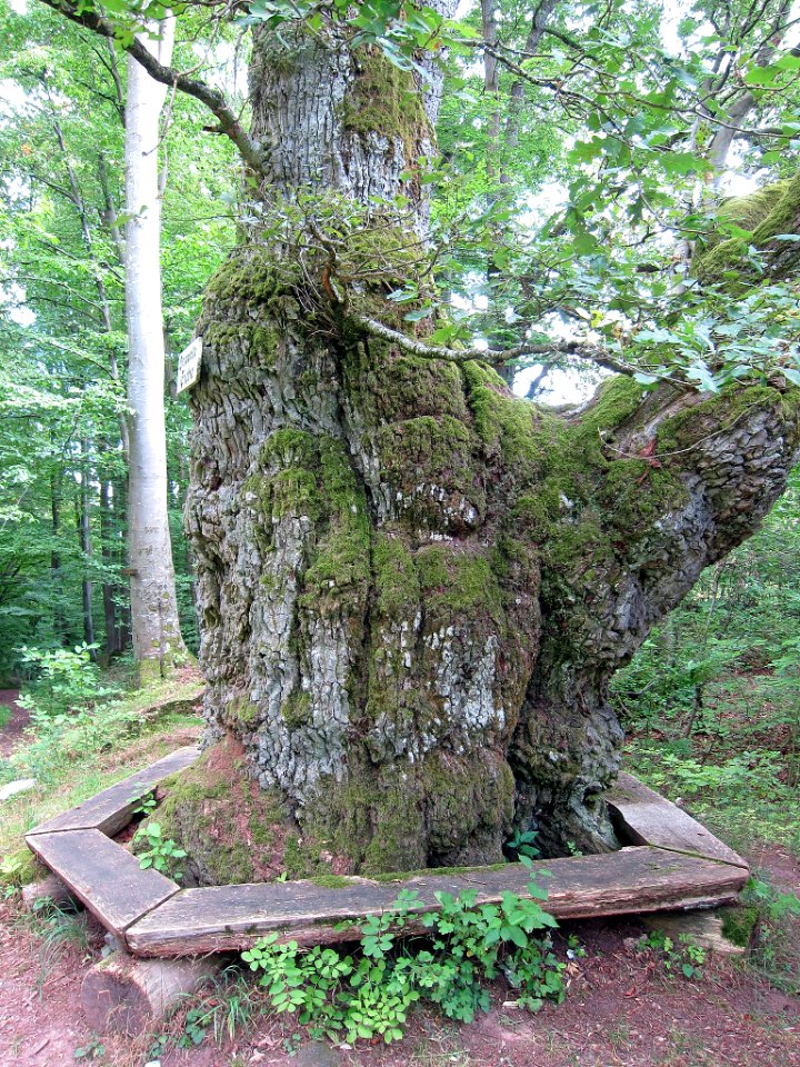 Doppeleiche Ostheim, 1