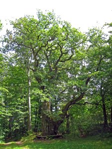 Doppeleiche Ostheim, 2