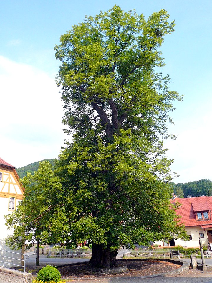 Dorflinde in Haselbach