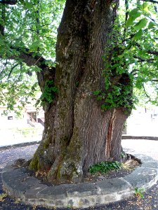 Dorflinde Haselbach, 1