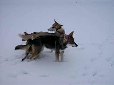 Drei im Schnee photo