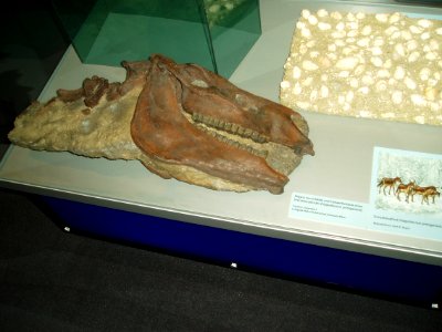 Dreizehenpferd aus Inzersdorf