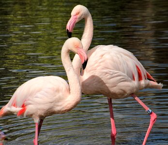 Birds zoo pink