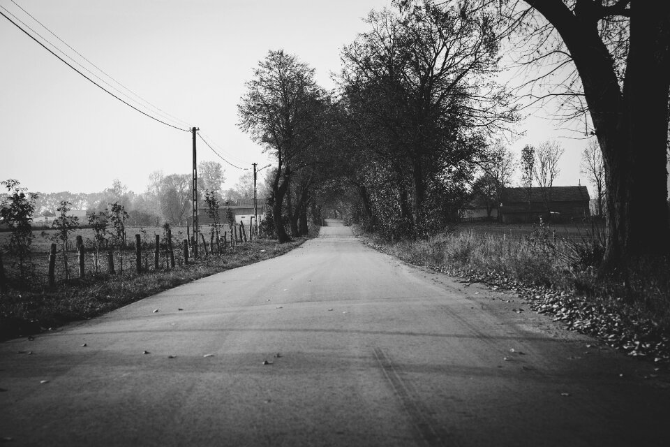 Autumn black and white black