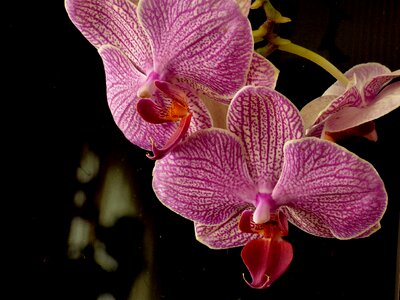 Orchid plant decor photo