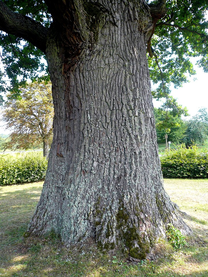 Eiche Albertshausen, 2