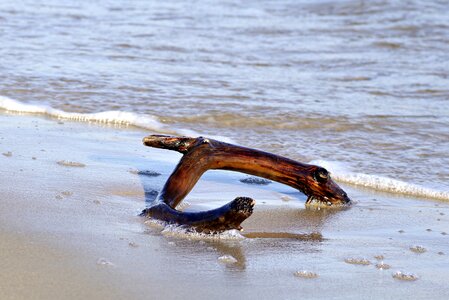 Natural wood stick photo