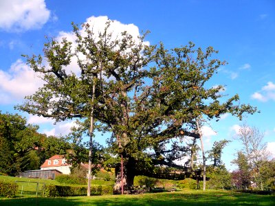 Eiche Brückenau, 2