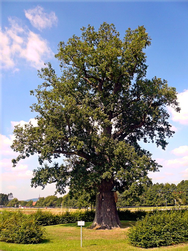 Eiche Albertshausen, 1