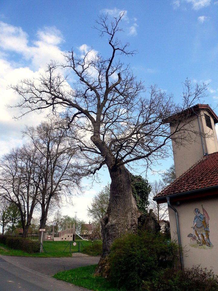 Eiche Schlimpfhof, 2