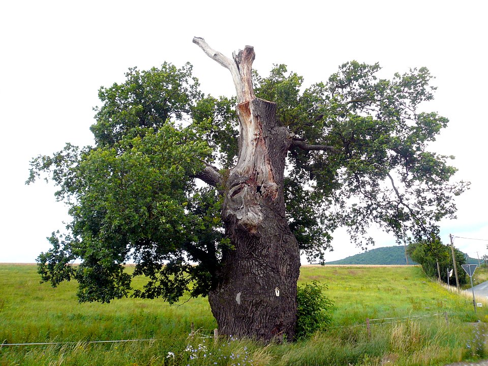 Eiche Hermannsfeld, 2