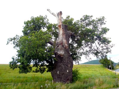 Eiche Hermannsfeld, 2