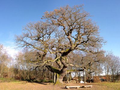 Eiche Reith
