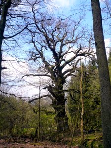 Eiche Zeitlofs, 2