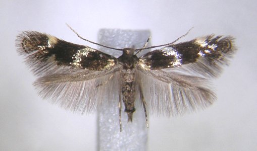 Elachista apicipunctella