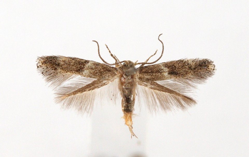 Elachista freyerella