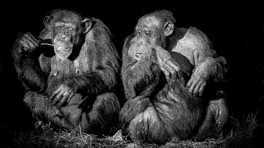 Chimpanzee monotone black and white photo