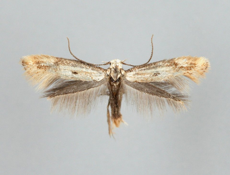 Elachista albidella