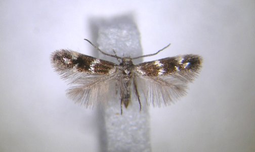Elachista nobilella