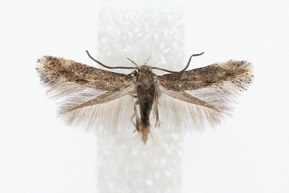 Elachista exactella - male