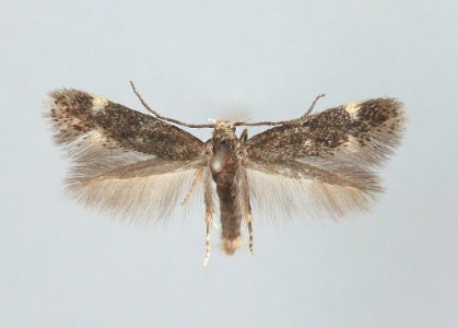 Elachista humilis