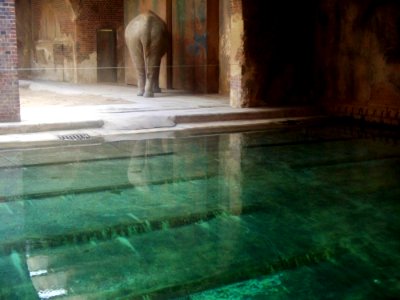 Elefanten beim Baden 1