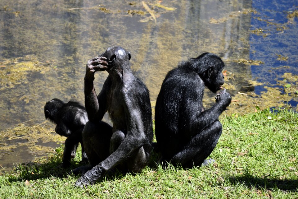 Animal reserve monkey ape