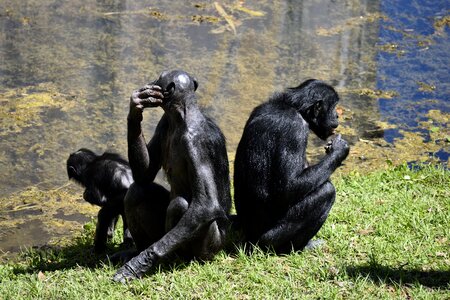 Animal reserve monkey ape photo