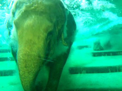 Elefanten beim Baden 3