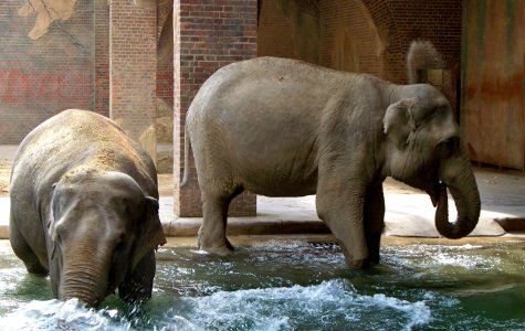 Elefanten beim Baden 2
