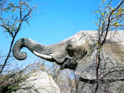 Elephant grasping thorn tree by mexikids