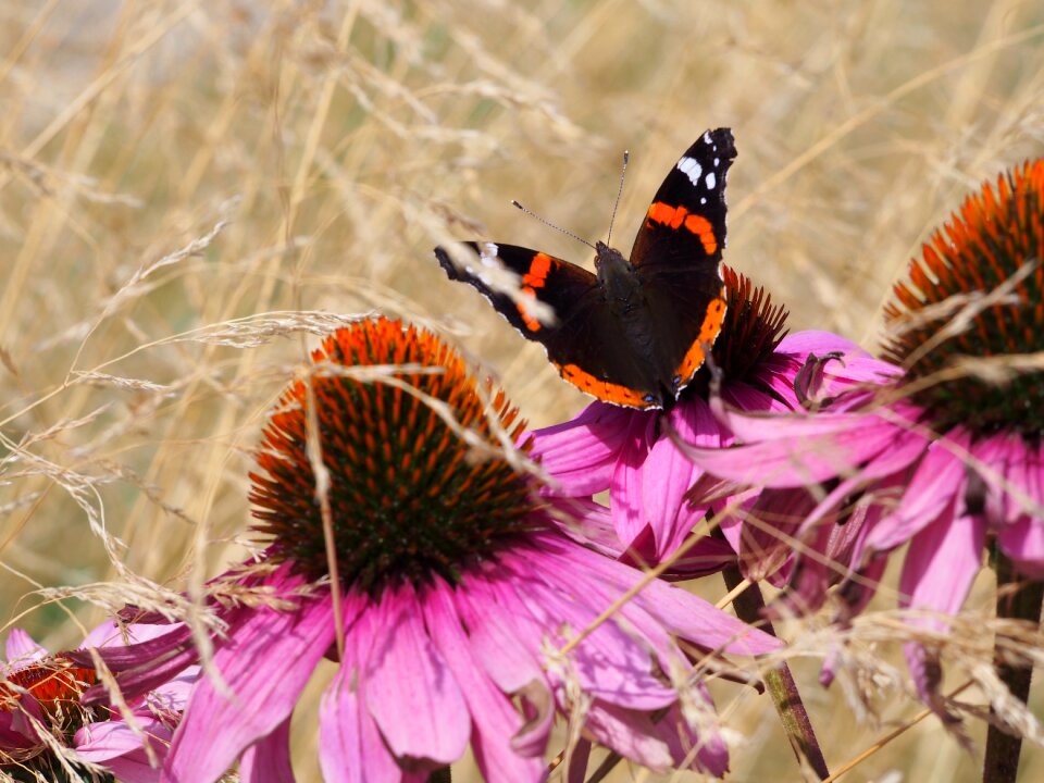 Wings insect butterfly wings