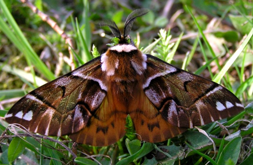 Endromis versicolora1