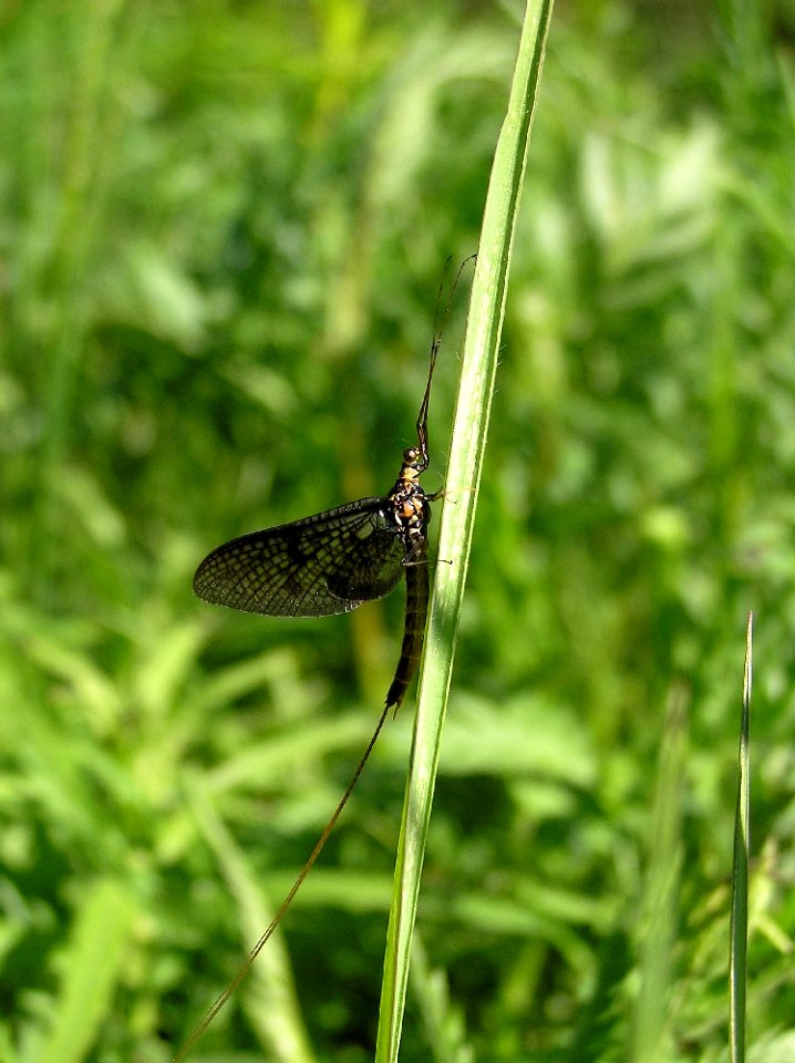 Ephemera vulgata1
