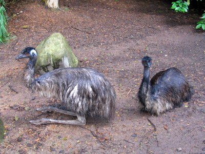 Emu, Dromaius novaehollandiae, JBP, Nov 06 photo