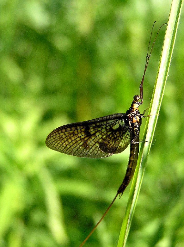 Ephemera vulgata2