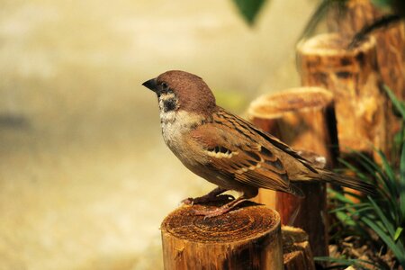 Animal outdoor wild