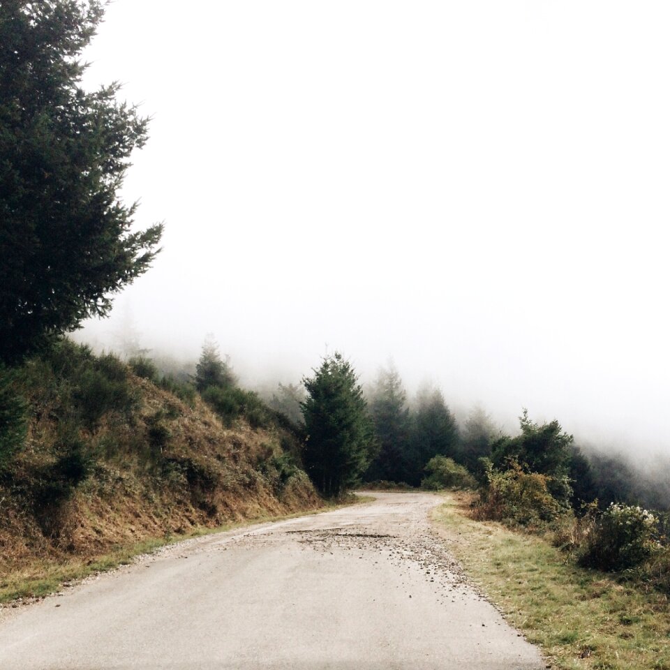 Adventure fog trees