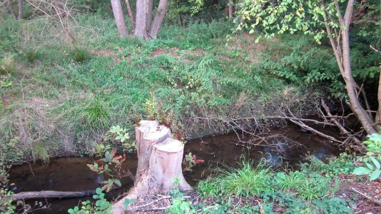 Ew-saubach-propsteier-wald