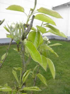 Example Pear Young