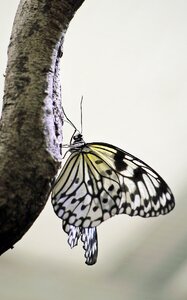 Wing wildlife summer